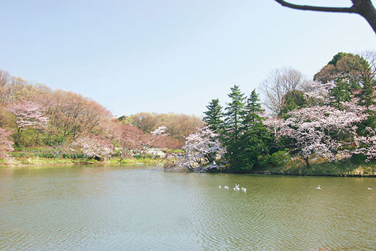 周辺環境 三ツ池公園|アズハイム横浜東寺尾