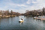 周辺環境 井の頭公園|アズハイム三鷹北野（デイサービスセンター）