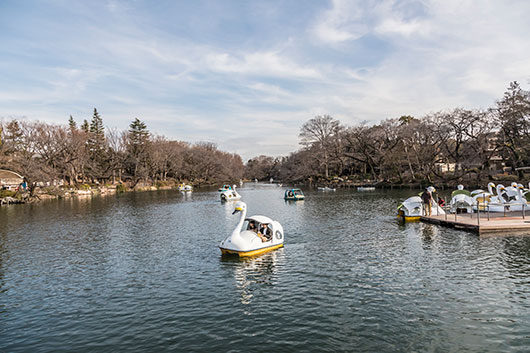 周辺環境 井の頭恩賜公園|アズハイム三鷹